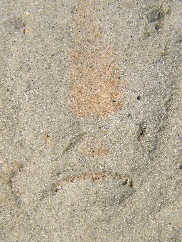 Uranoscopus scaber (Pesce prete)
